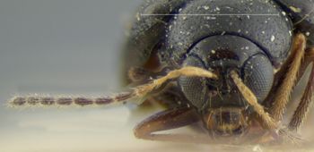 Media type: image; Entomology 18458   Aspect: head frontal view